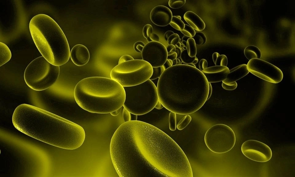 GROWTH SUPPLEMENTS - Imagem ilustrativa amarelada/esverdeada de leucócitos em sangue