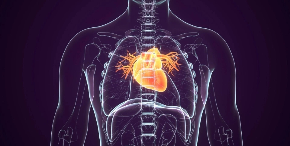 IMAGEM ILUSTRATIVA - CORPO HUMANO COM A ÁREA DO CORAÇÃO EM DESTAQUE, ILUSTRANDO O BENEFÍCIO DA COENZIMA Q10 PARA O SISTEMA CARDIOVASCULAR
