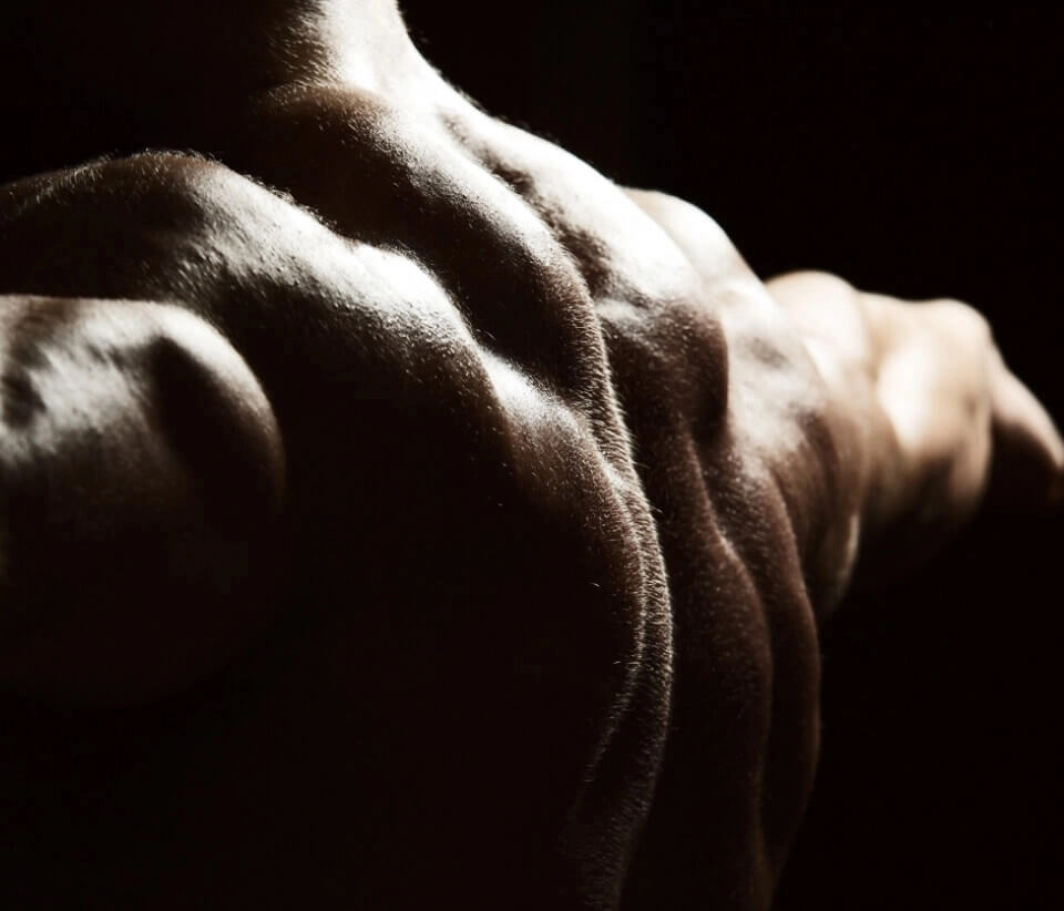 GROWTH SUPPLEMENTS - Imagem ilustrativa costas musculosas