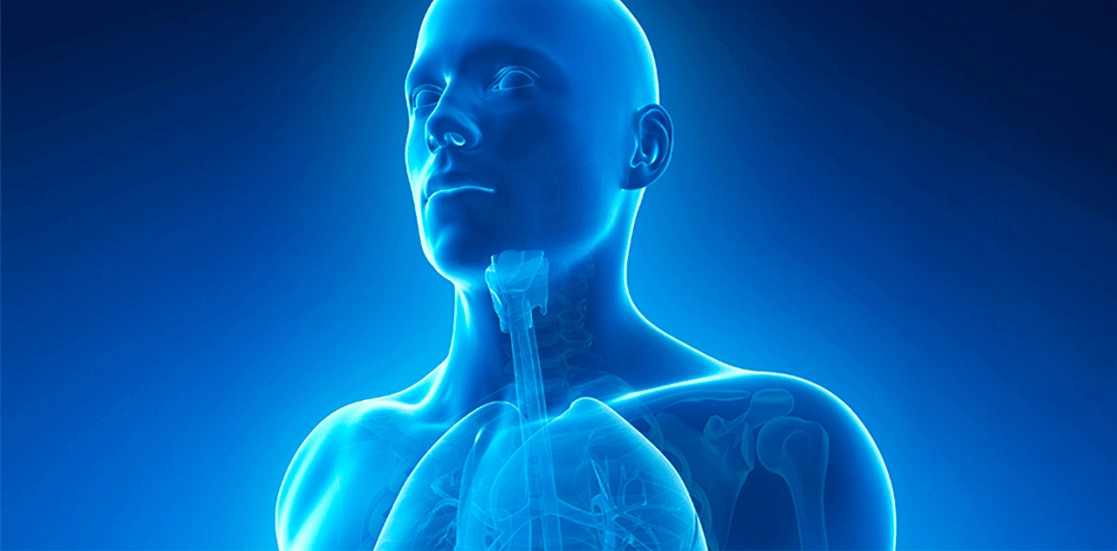 GROWTH SUPPLEMENTS - Imagem demonstrativa corpo humano